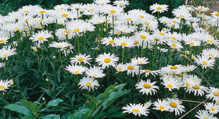 Picture for category Ox Eye